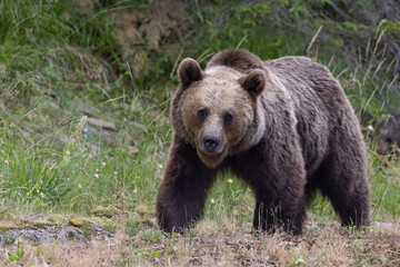 Fototapeta premium Brown bear female with babies