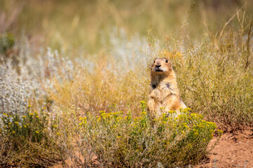 Gunnison's Prairie Dogs (Cynomys gunnisoni) in Creede, CO, USA