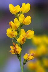 Obraz premium Golden Banner (Thermopsis montana) Yellow Pea, Mountain Golden Banner