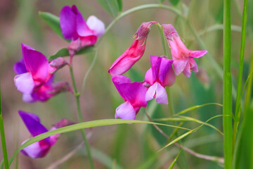 Marsh Pea (Lathyrus palustris) growing wild near Creede, CO, USA