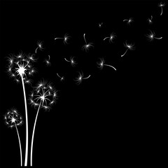 White dandelion flowers with flying seeds on black background, vector illustration.