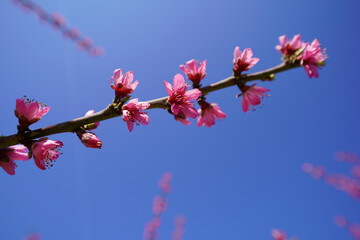 Blossom Flower on Tree Branch