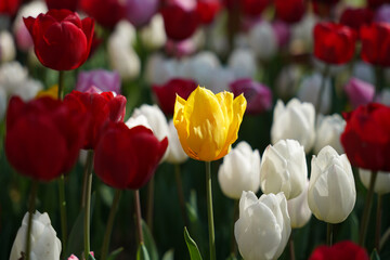Beautiful and Colorful Tulips