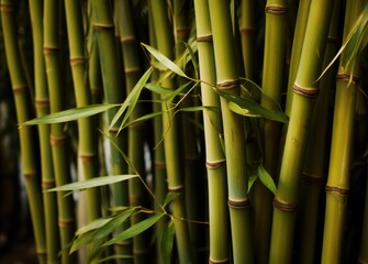 Close up of Bamboo