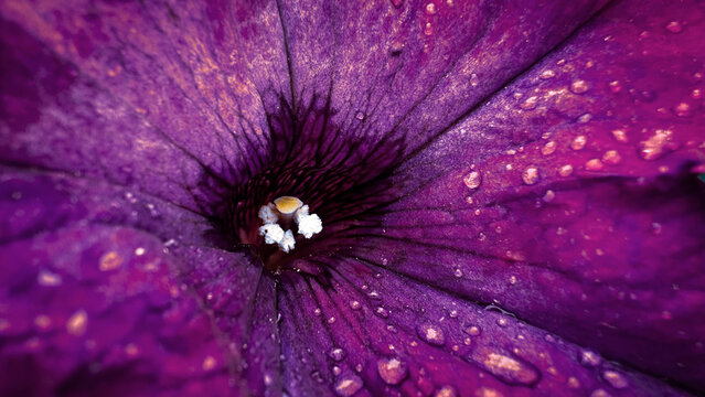 Macro photo of a pitunia flower. Purple beautiful blooming petal after the rain. Flower core close up.