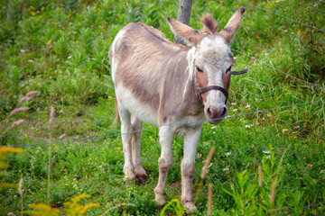 brown donkey farm animal mammal in green field enclosure
