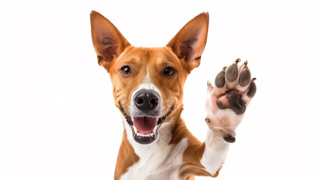 Adorable brown and white basenji dog smiling and giving a high five isolated on white.