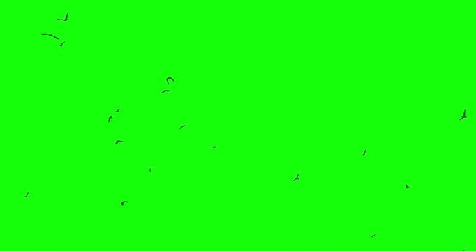 Flock of birds flying green screen slow motion
