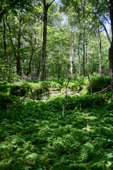 Ferns and trees in a vibrant forest. 