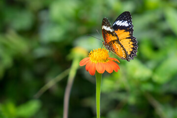 Macro Shot of a Vibrant Orange, White, and Black Monarch Butterfly (Danaus genutia) on an Orange Flower in a Butterfly Conservation Center Near Angkor Temples, Cambodia