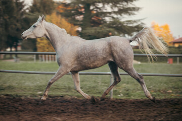 Obraz premium Elegant white Arabian horse with a silky mane and muscular build galloping freely in a picturesque meadow, showcasing grace, beauty, and strength in nature. Perfect for equestrian themes