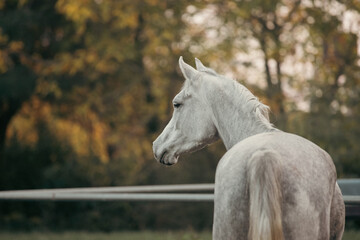 Fototapeta premium Elegant white Arabian horse with a silky mane and muscular build galloping freely in a picturesque meadow, showcasing grace, beauty, and strength in nature. Perfect for equestrian themes