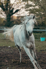 Elegant white Arabian horse with a silky mane and muscular build galloping freely in a picturesque meadow, showcasing grace, beauty, and strength in nature. Perfect for equestrian themes