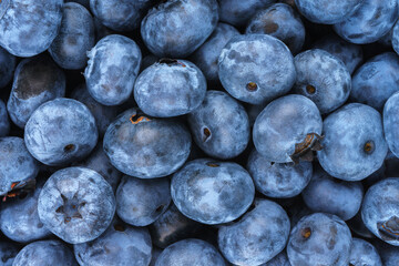 Fresh raw organic blueberries background. Food background, backdrop, wallpaper, summer harvest.