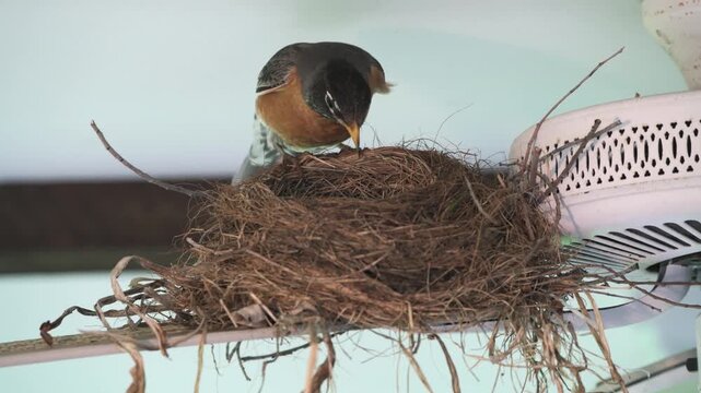 American Robin sitting in on nest to keep eggs warm.
