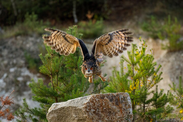 Owl in flight. Eurasian eagle owl, Bubo bubo, flies with widely spread wings over forest meadow. Beautiful bird of prey with orange eyes. Hunting owl in natural habitat. Wildlife nature.