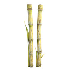 Fototapeta premium Isolated sugar cane on a transparent background
