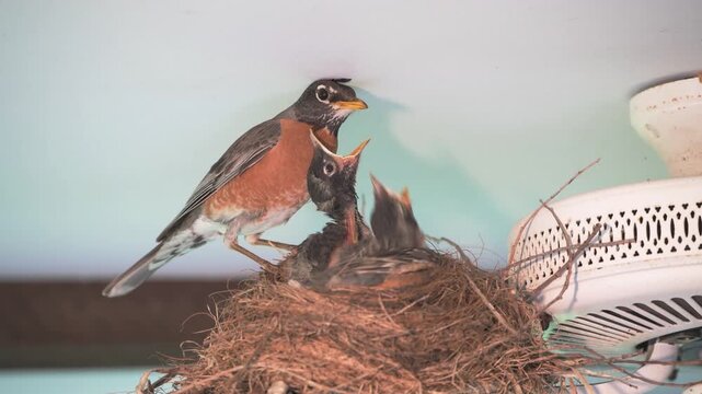Robin feeding worms to nestlings and collecting frass when done.