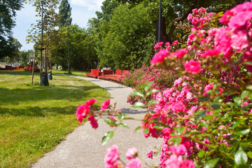 Piękne różowe róże w parku z czerwonymi ławkami . Beautiful pink roses in a park with red benches © 123108 Aneta