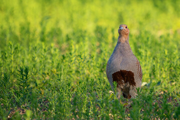 Partridge. Warm colors nature background. Grey Partridge. Perdix perdix. The bird stand on the field