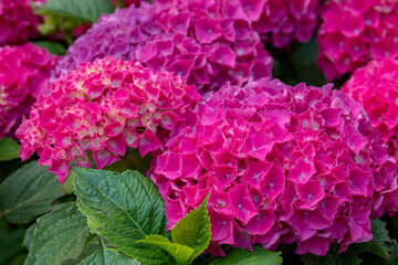 Hortensienblüte