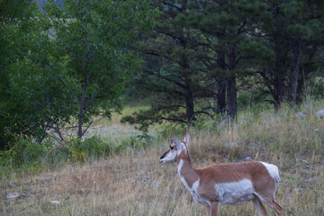Pronghorn in the wild
