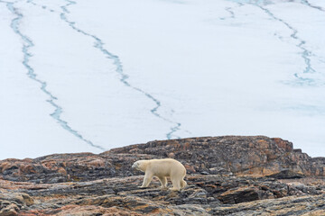 Polar Bear Walking Beneath a Massive Glacier