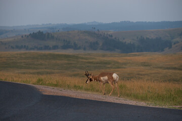 Pronghorn in the wild
