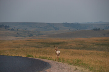Pronghorn in the wild

