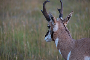 Pronghorn in the wild
