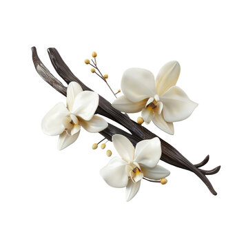 Vanilla pods and flowers displayed on a transparent background. Assortment of vanilla orchid blooms and vanilla sticks.