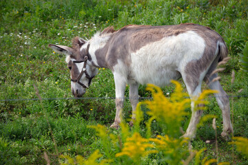 Brown farm donkey in a green field enclosure.