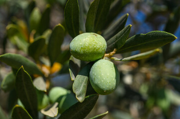 Olive tree with green ripe olives in olive garden.