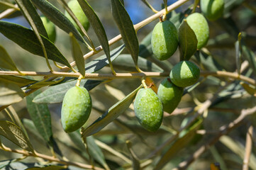 Olive trees in the sun.