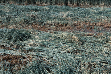 Mown grass background. Beveled field, summer backdrop for publication, design, poster, calendar, post, screensaver, wallpaper, cover, website. High quality photo