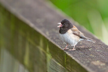 Dark-Eyed Junco Sings on a Fence Rail