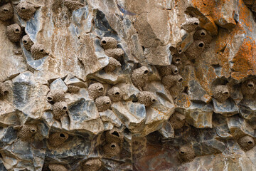 Cliff Swallow Nests on Basalt Outcropping in Eastern Washington