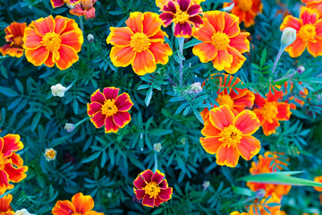 Obraz premium Orange marigold flowers, top view. Tagetes bush, close-up. Background from bright french marigolds for publication, poster, calendar, post, screensaver, wallpaper, postcard, banner, cover, website