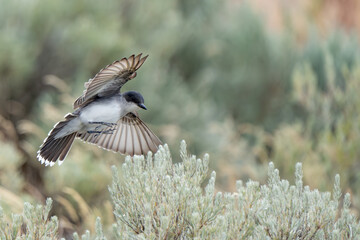 Eastern Kingbird Rests Between Insect Hunts