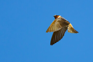 Cliff Swallow in Flight on a Sunny Day