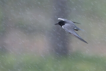 Black Tern Flies in the Rain in Eastern Washington