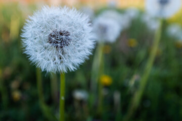 Fluffy dandelions, close-up. White blowballs dandelion flowers for publication, poster, calendar, post, screensaver, wallpaper, postcard, banner, cover, website. High quality photo