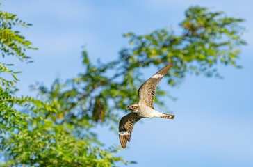 Common Nighthawk in Flight in Early Morning Light