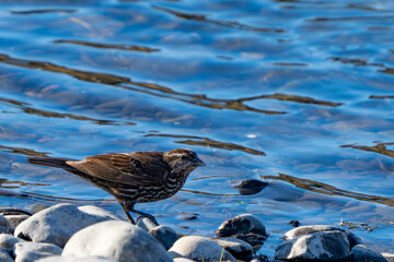 Song Sparrow Collects Nesting Material on River Bank