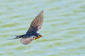 Graceful Barn Swallow in Aerobatic Flight