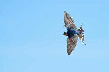 Graceful Barn Swallow in Aerobatic Flight