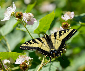 Western Tiger Swallowtail on Blackberry Flower