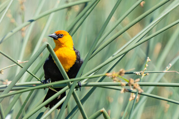 Naklejka premium Proud Male Yellow-Headed Blackbird in the Marsh