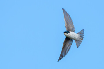 Graceful Tree Swallow in Aerobatic Flight