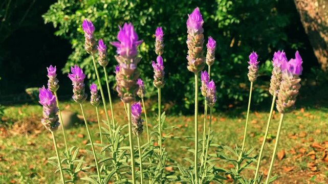 Beautiful 4k footage of lavender plant with blooming violet flowers during sunset with golden hour light and garden trees as background